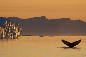 The Golden Triangle of Greenland