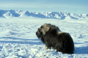 Lofoten Islands and Svalbard