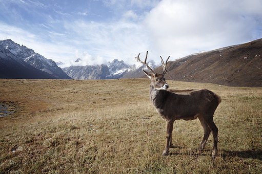 Reindeer