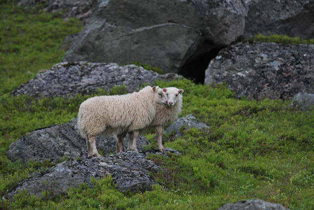 Icelandic Farms and Agriculture - How Iceland Works